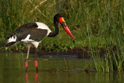 Saddle-billed stork : 2014 Uganda